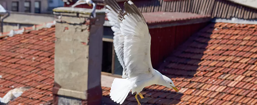 Residential Chimney Animal Removal Solution in Clive, IA